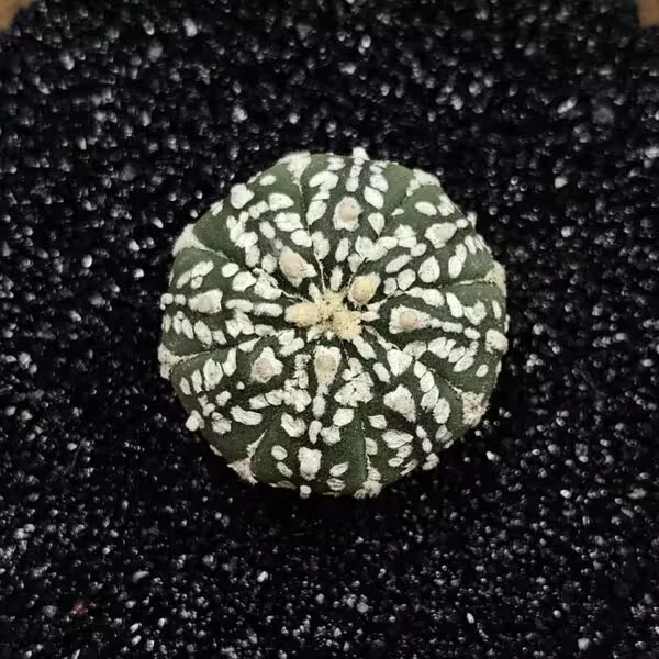 Astrophytum Asterias Nadir Özel Tür Kaktüs