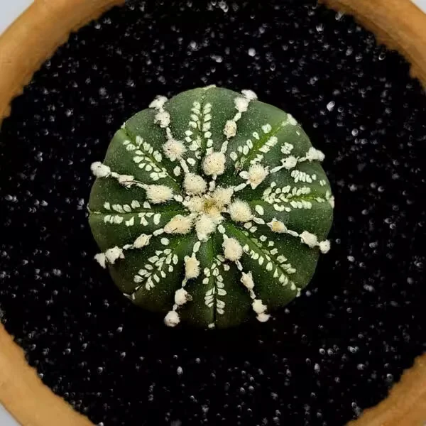 Astrophytum Asterias Nadir Özel Tür Kaktüs