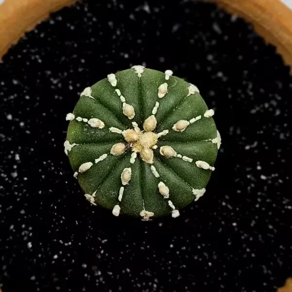 Astrophytum Asterias Nadir Özel Tür Kaktüs