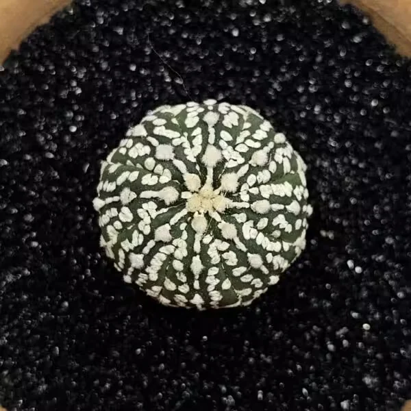 Astrophytum Asterias Nadir Özel Tür Kaktüs