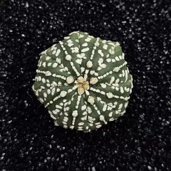 Astrophytum Asterias Nadir Özel Tür Kaktüs