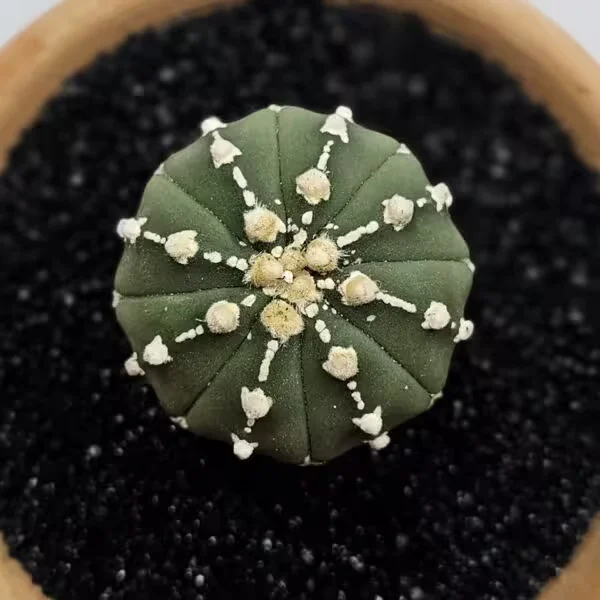 Astrophytum Asterias Nadir Özel Tür Kaktüs