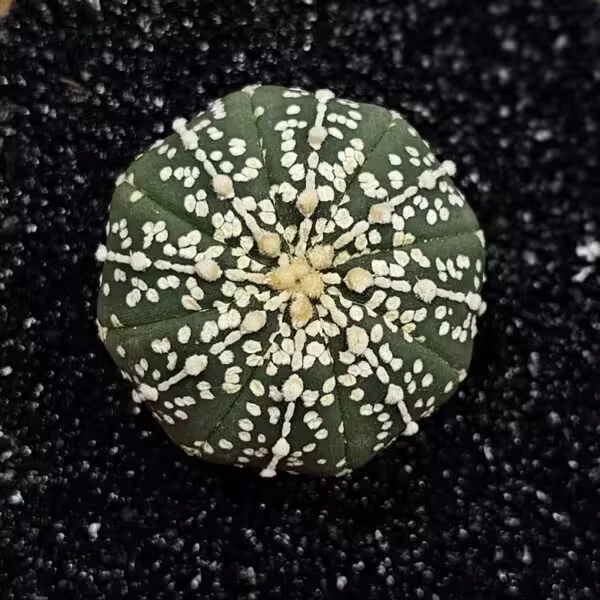 Astrophytum Asterias Nadir Özel Tür Kaktüs
