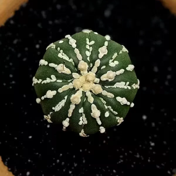 Astrophytum Asterias Nadir Özel Tür Kaktüs