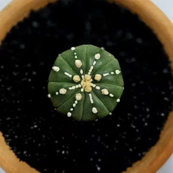 Astrophytum Asterias Nadir Özel Tür Kaktüs