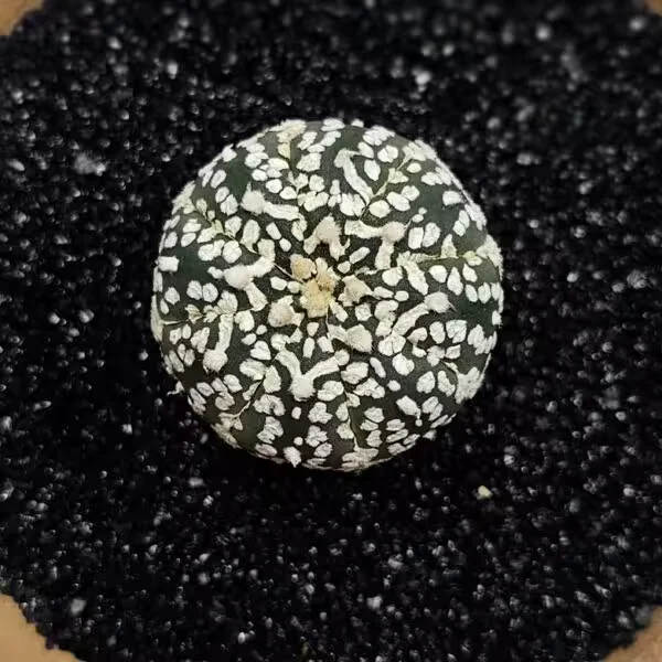 Astrophytum Asterias Nadir Özel Tür Kaktüs