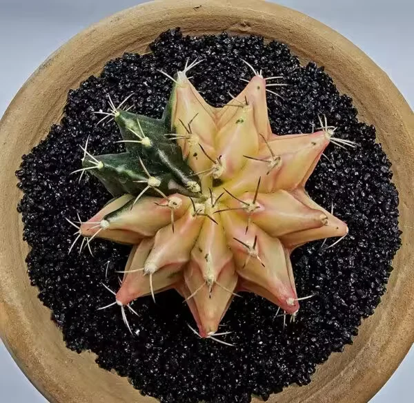 Gymnocalycium Mihanovachii Büyük Boy
