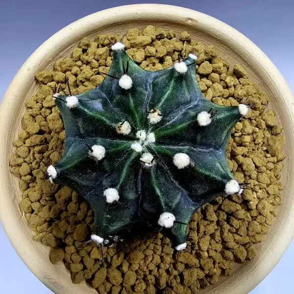 Gymnocalycium Mihanovachii Büyük Boy