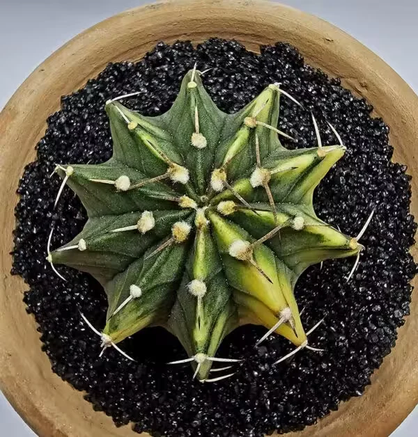 Gymnocalycium Mihanovachii Büyük Boy