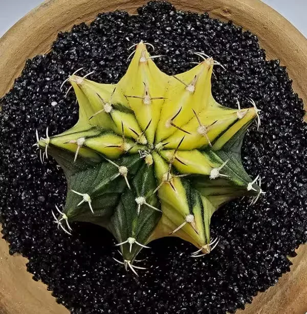 Gymnocalycium Mihanovachii Büyük Boy