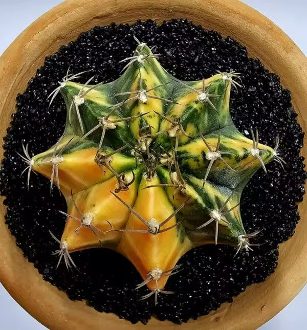 Gymnocalycium Mihanovachii Büyük Boy