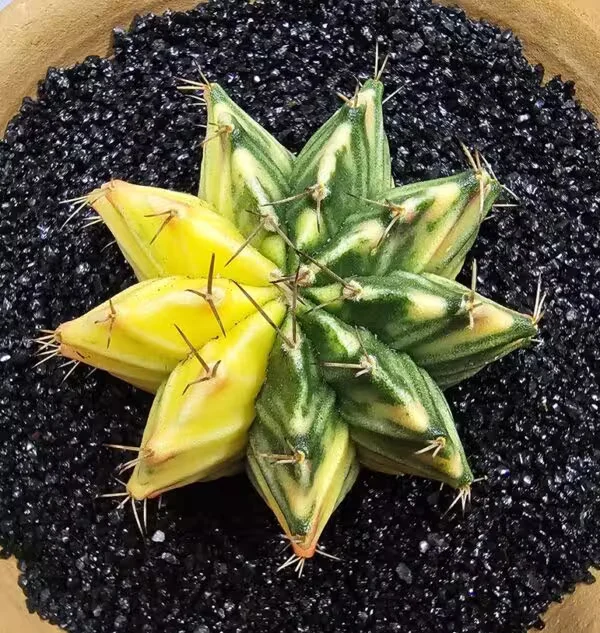 Gymnocalycium Mihanovachii Büyük Boy