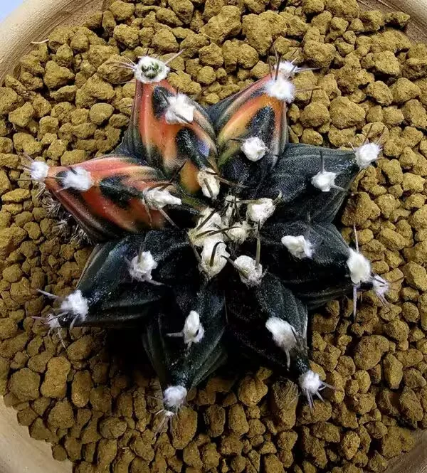 Gymnocalycium Mihanovachii Büyük Boy