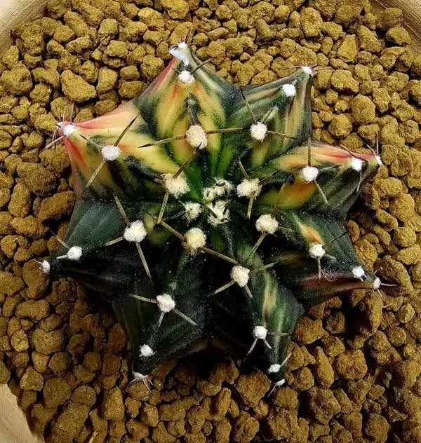 Gymnocalycium Mihanovachii Büyük Boy