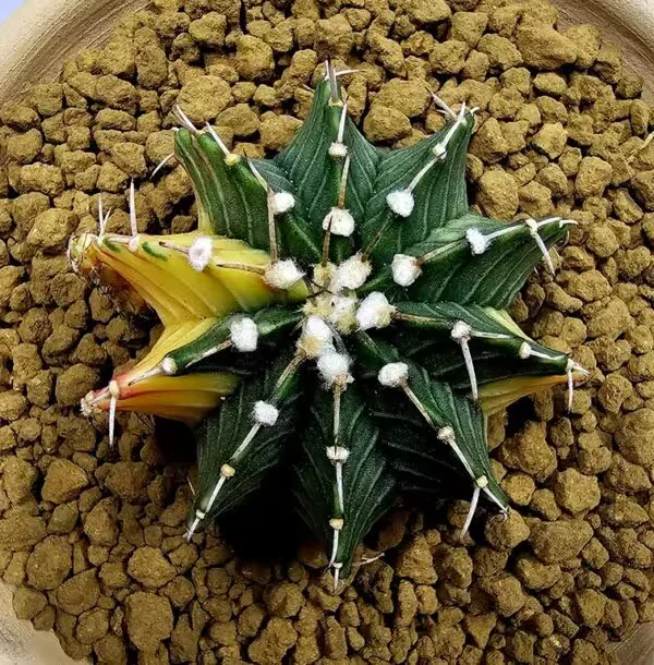 Gymnocalycium Mihanovachii Büyük Boy