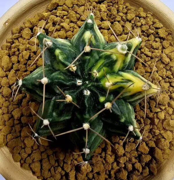 Gymnocalycium Mihanovachii Büyük Boy