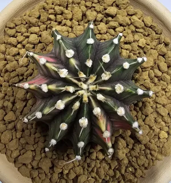 Gymnocalycium Mihanovachii Büyük Boy