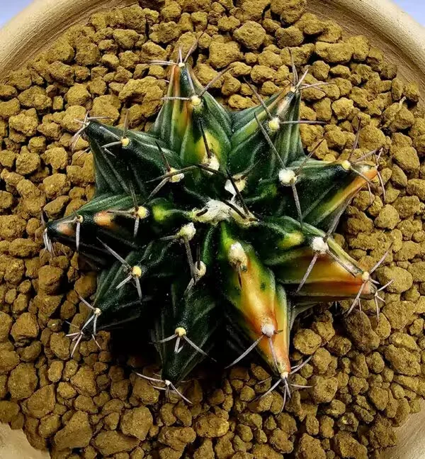 Gymnocalycium Mihanovachii Büyük Boy
