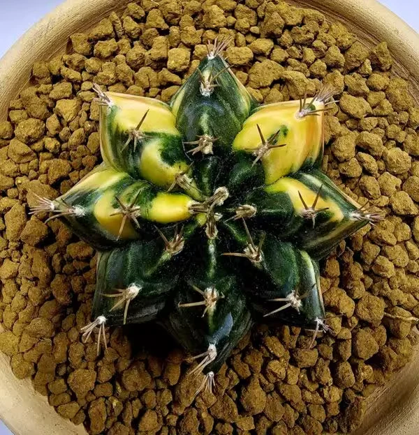Gymnocalycium Mihanovachii Büyük Boy