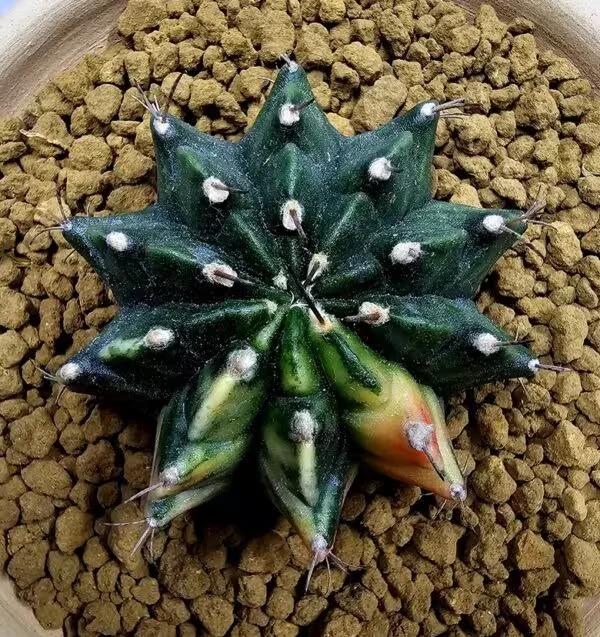 Gymnocalycium Mihanovachii Büyük Boy