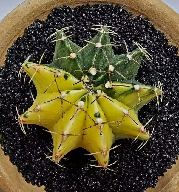 Gymnocalycium Mihanovachii Büyük Boy