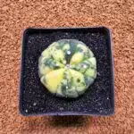 Previous Product Image