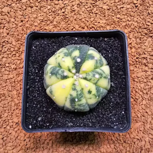 Astrophytum Asterias Veriagata 4.5 cm Boyutunda Özel Tür Kaktüs