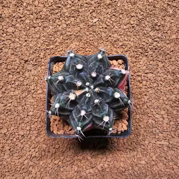 Gymnocalycium Daydream 7.5 cm Boyutunda Özel Tür Kaktüs