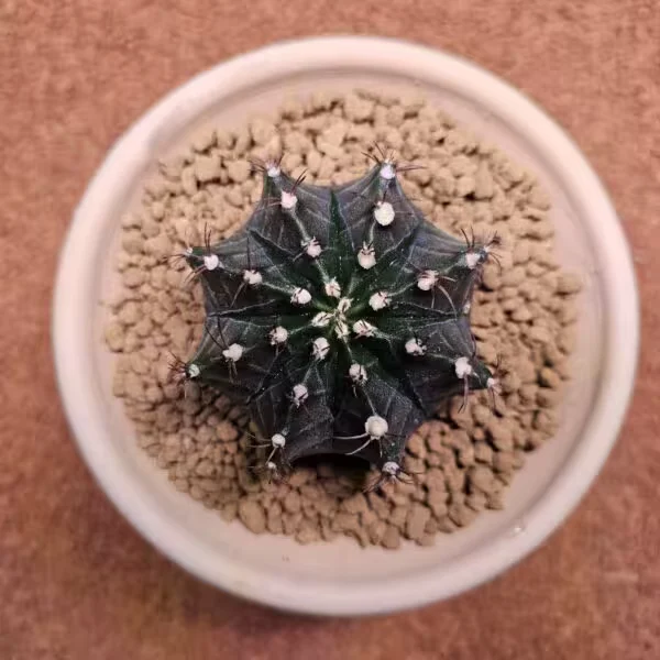 Gymnocalycium Mihanovichii 7.5 cm Boyutunda Özel Tür Kaktüs