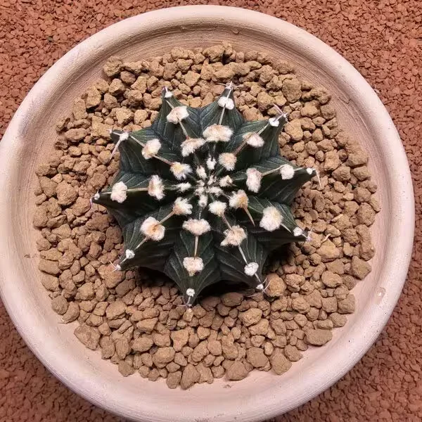 Gymnocalycium Mihanovichii 7 cm Boyutunda Özel Tür Kaktüs