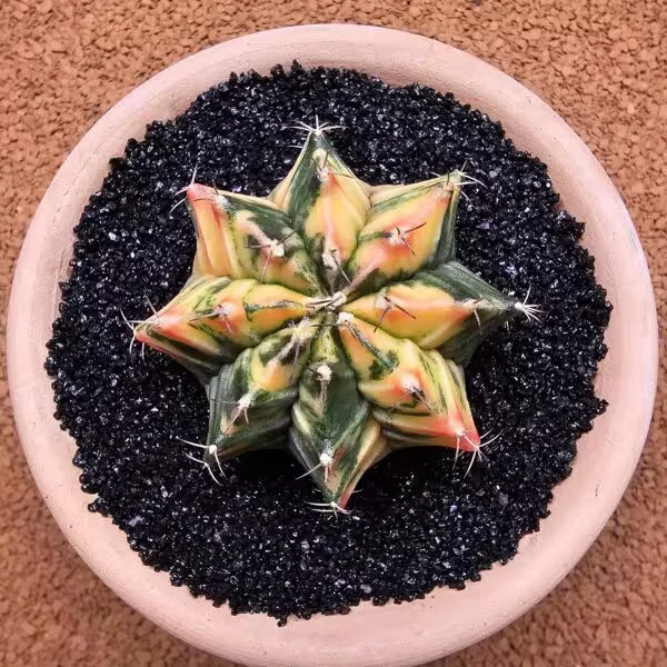 Gymnocalycium Mihanovichii 7 cm Boyutunda Özel Tür Kaktüs