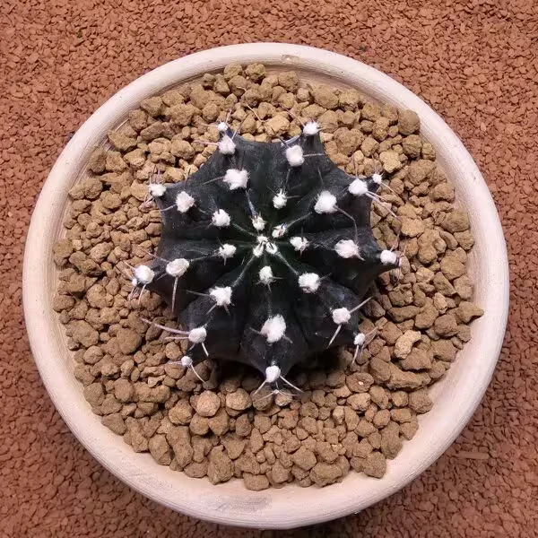 Gymnocalycium Mihanovichii 7 cm Boyutunda Özel Tür Kaktüs