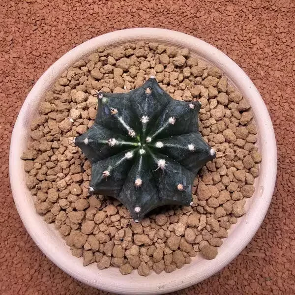 Gymnocalycium Mihanovichii 7 cm Boyutunda Özel Tür Kaktüs