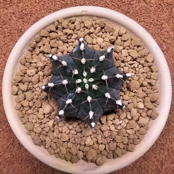 Gymnocalycium Mihanovichii 7 cm Boyutunda Özel Tür Kaktüs