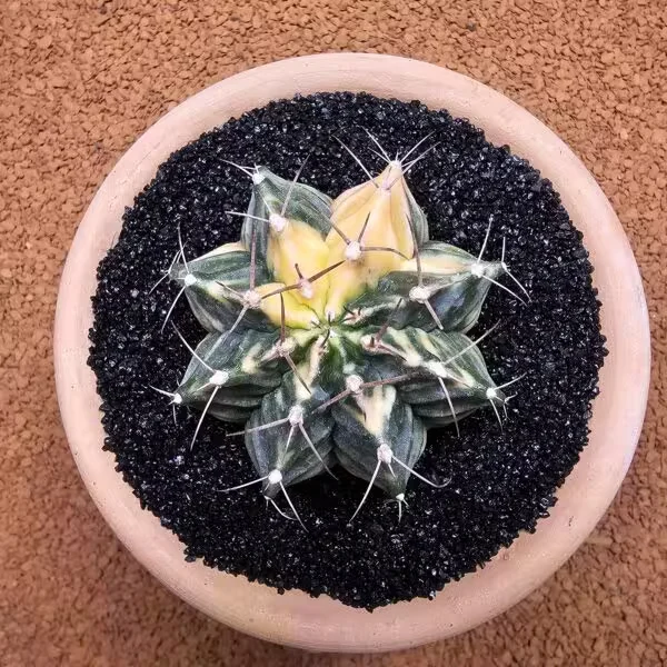 Gymnocalycium Mihanovichii 7 cm Boyutunda Özel Tür Kaktüs