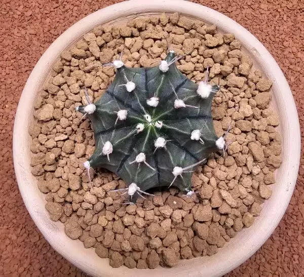 Gymnocalycium Mihanovichii 7 cm Boyutunda Özel Tür Kaktüs