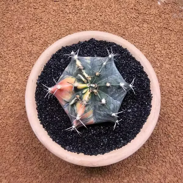 Gymnocalycium Mihanovichii 7.5 cm Boyutunda Özel Tür Kaktüs