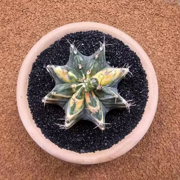 Gymnocalycium Mihanovichii 7.5 cm Boyutunda Özel Tür Kaktüs
