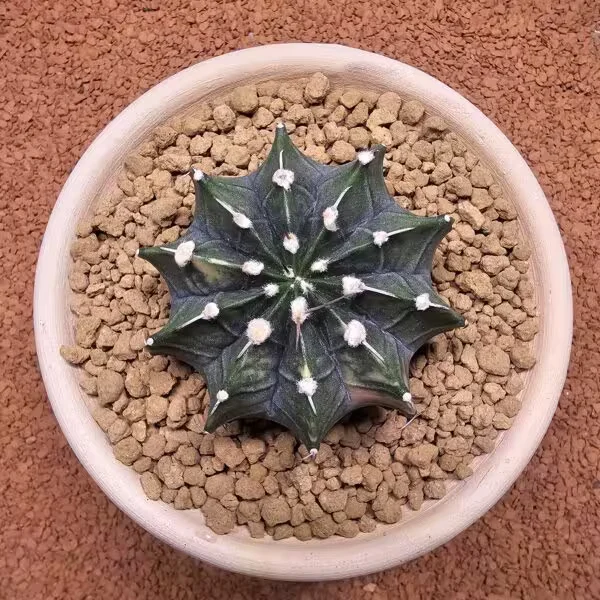 Gymnocalycium Mihanovichii 8 cm Boyutunda Özel Tür Kaktüs