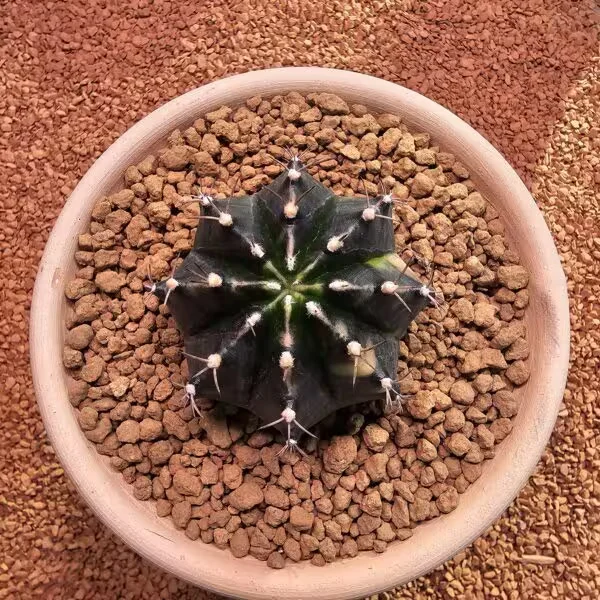 Gymnocalycium Mihanovichii 7 cm Boyutunda Özel Tür Kaktüs