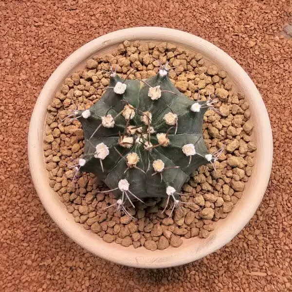 Gymnocalycium Mihanovichii 7.5 cm Boyutunda Özel Tür Kaktüs