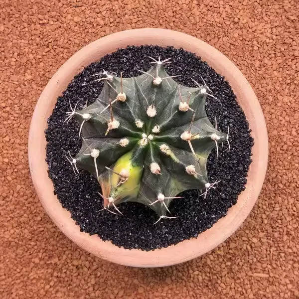 Gymnocalycium Mihanovichii 7 cm Boyutunda Özel Tür Kaktüs