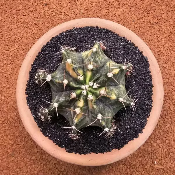 Gymnocalycium Mihanovichii 7 cm Boyutunda Özel Tür Kaktüs