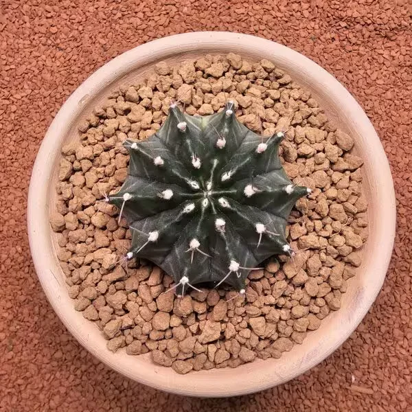 Gymnocalycium Mihanovichii 7 cm Boyutunda Özel Tür Kaktüs