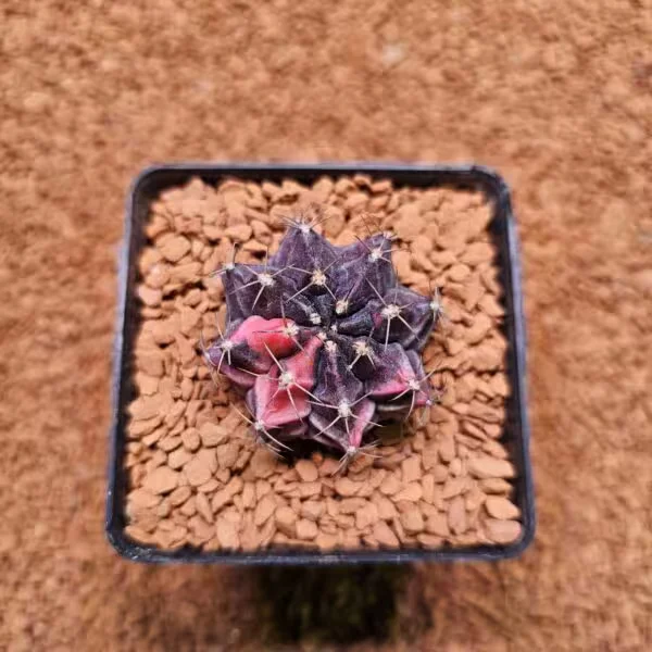 Gymnocalycium Daydream 4.5 cm Boyutunda Özel Tür Kaktüs
