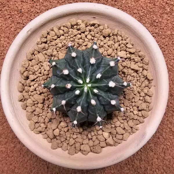 Gymnocalycium Mihanovichii 7 cm Boyutunda Özel Tür Kaktüs