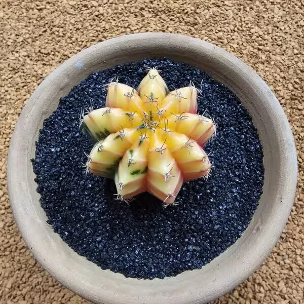 Gymnocalycium Mihanovichii 5.5 cm Boyutunda Özel Tür Kaktüs