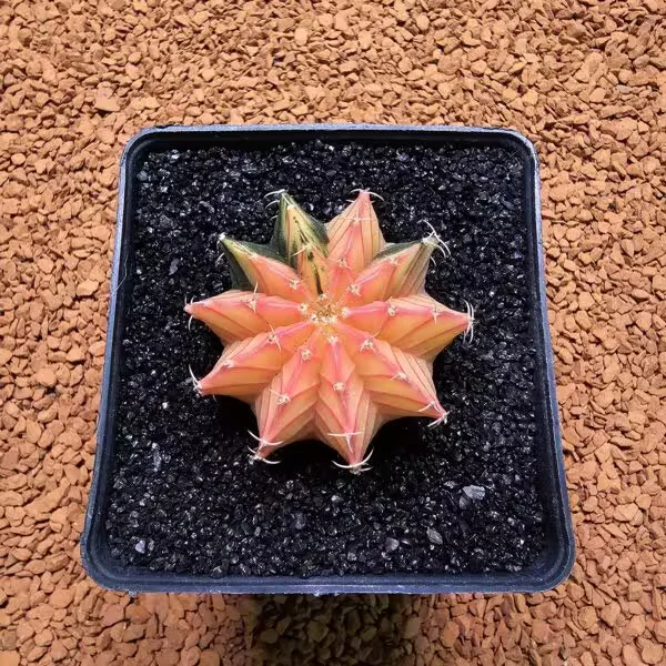 Gymnocalycium Mihanovichii 4.5 cm Boyutunda Özel Tür Kaktüs