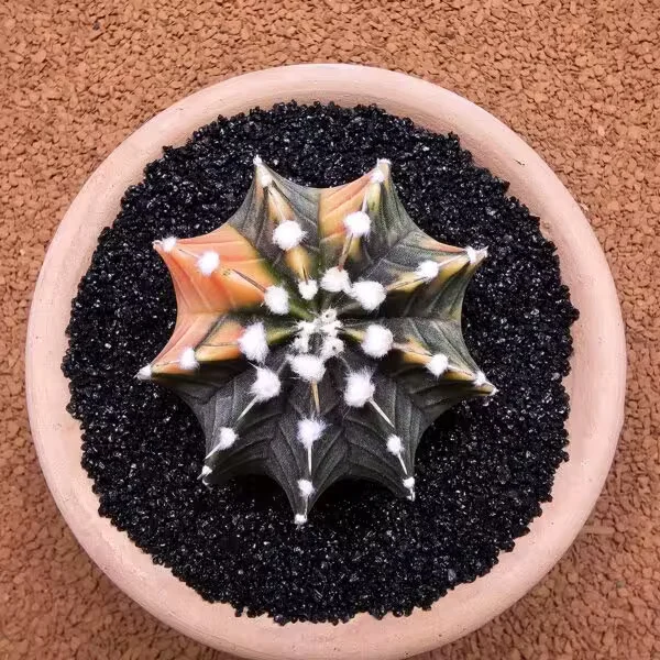 Gymnocalycium Mihanovichii 7 cm Boyutunda Özel Tür Kaktüs