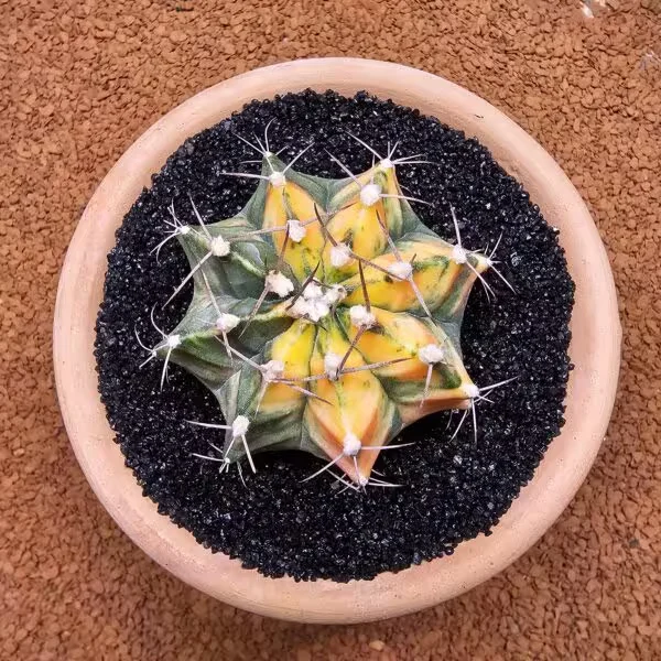 Gymnocalycium Mihanovichii 7 cm Boyutunda Özel Tür Kaktüs